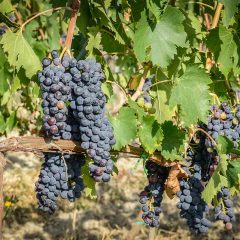 Visit Montalcino and walk through Sangiovese vineyards
