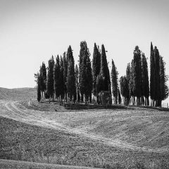 Visit Val d'Orcia and admire the Iconic Tuscan Cypresses